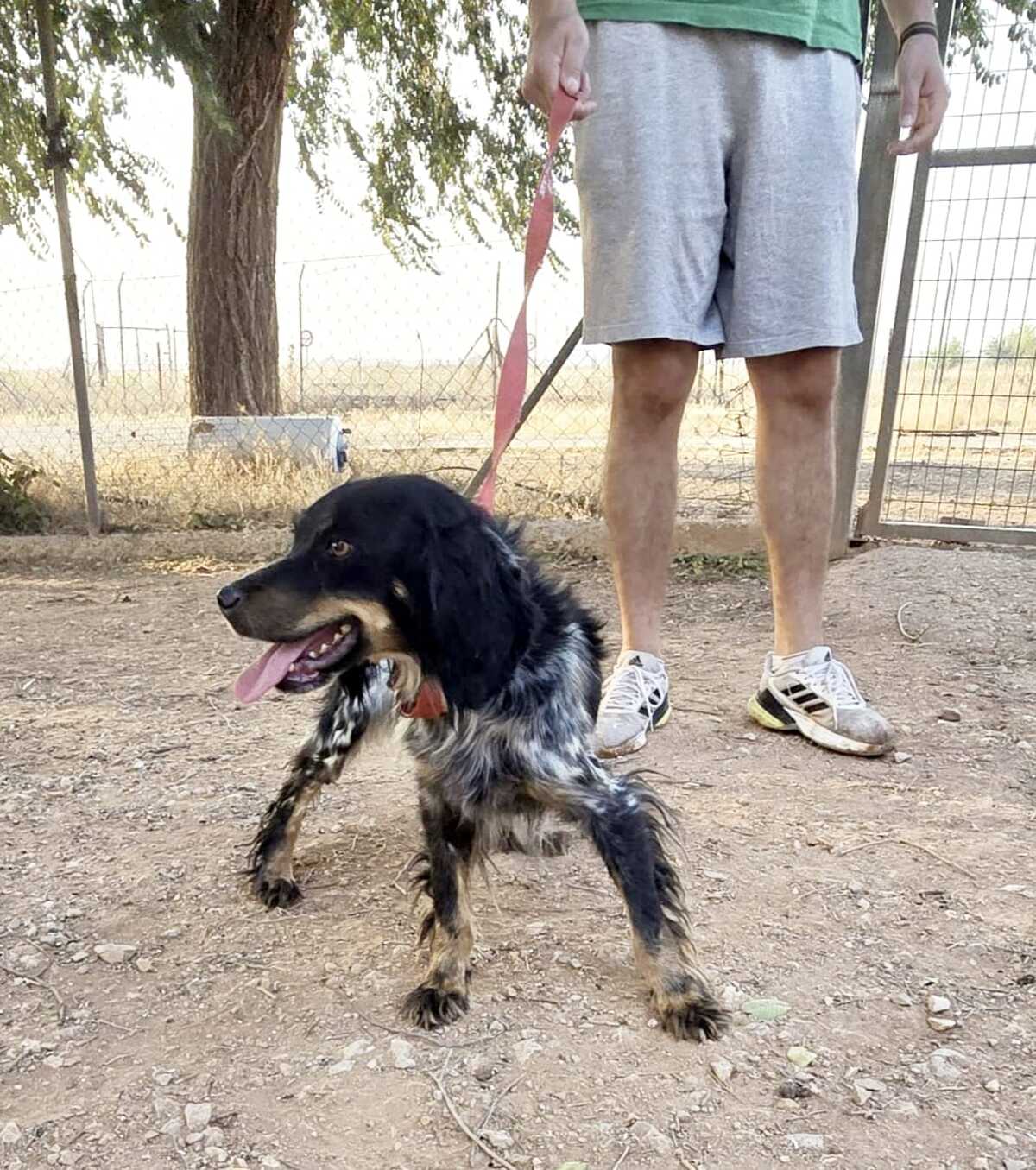 Adoption Kora 