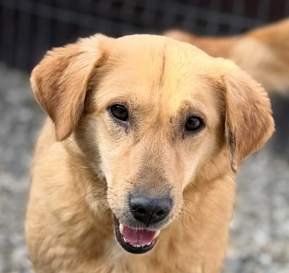 Adoption Praline