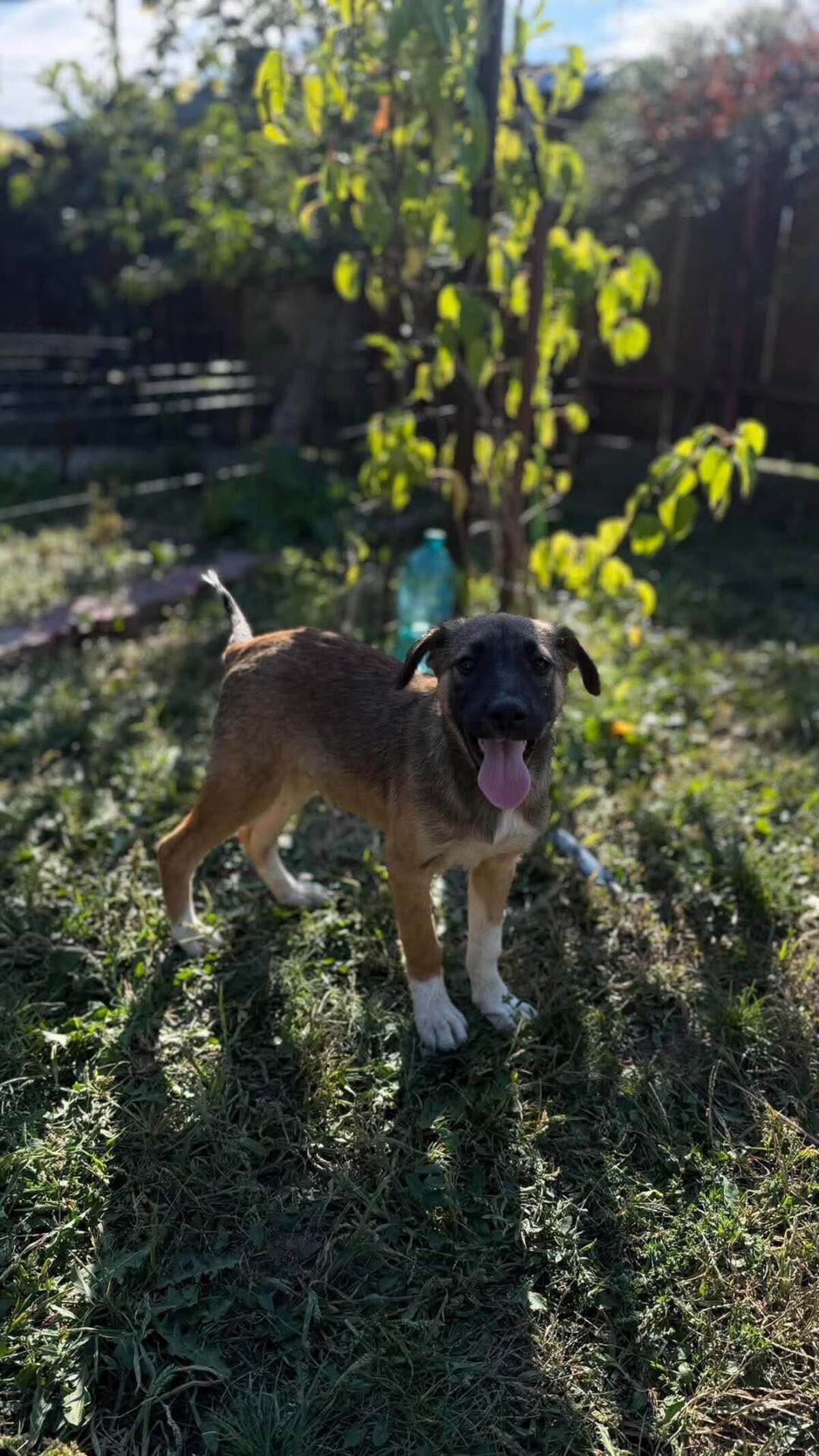 Adoption Saxo