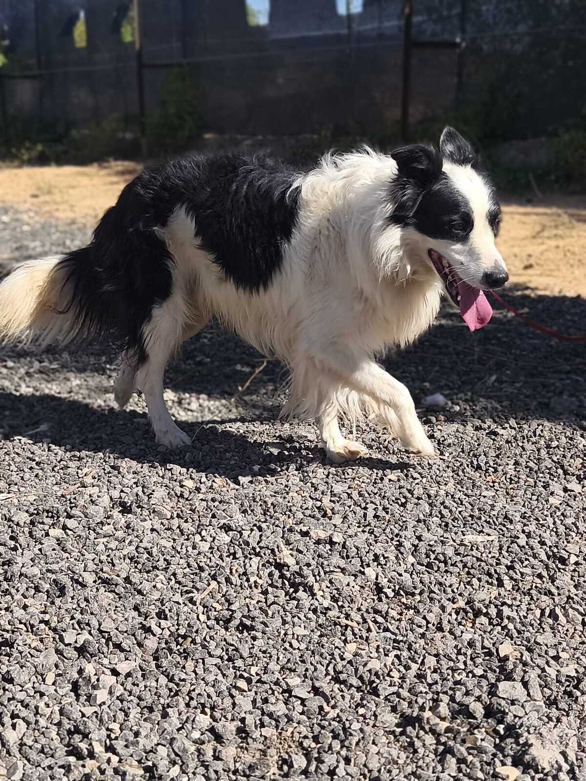 Adoption Emax