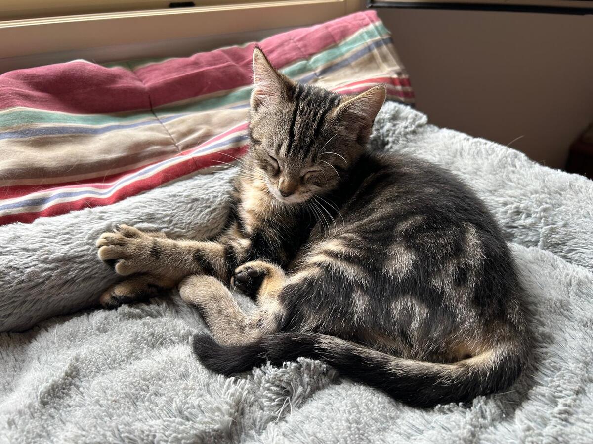 Adoption TIGRESSE