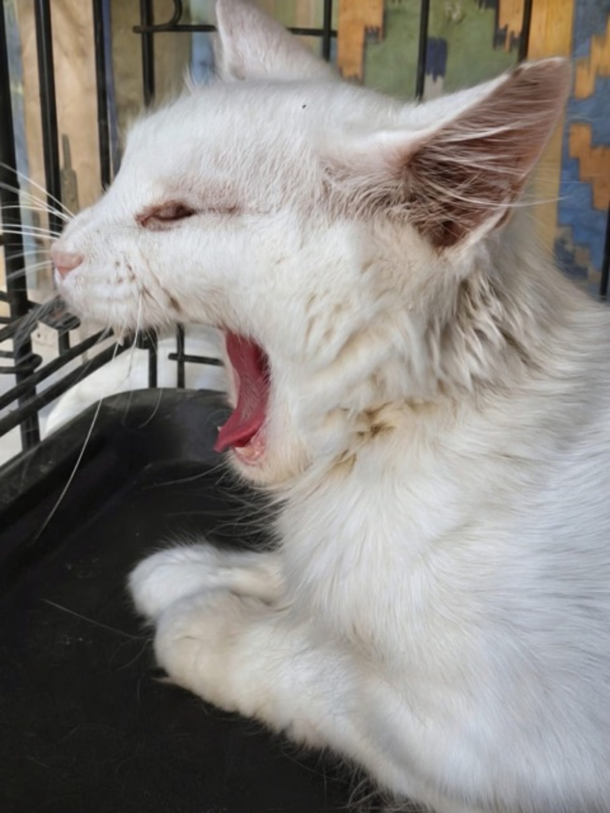Adoption ECUME