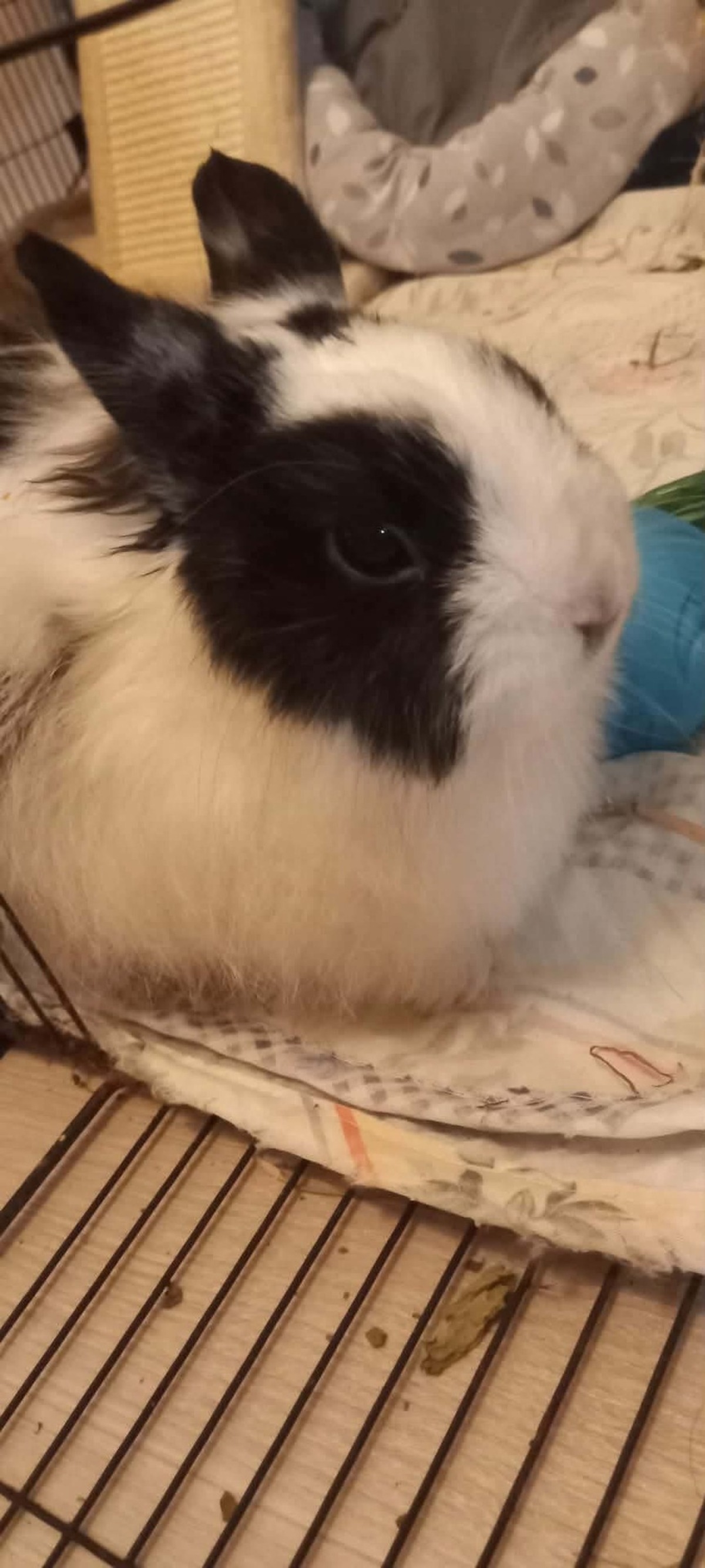Adoption Chouquette