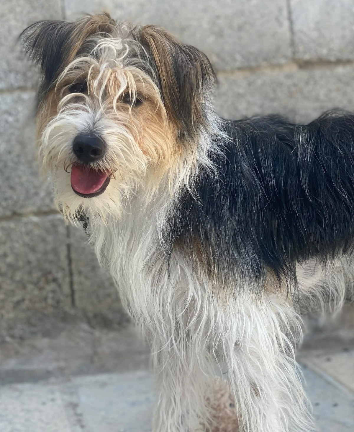 Adoption Mocho 