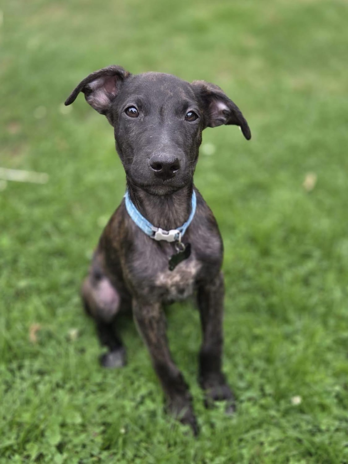Adoption Kumo