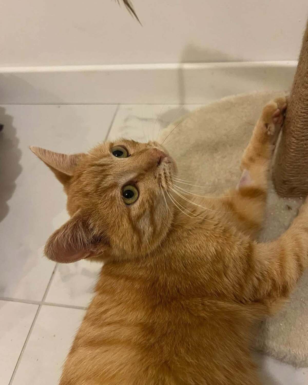 Adoption Cheddar 