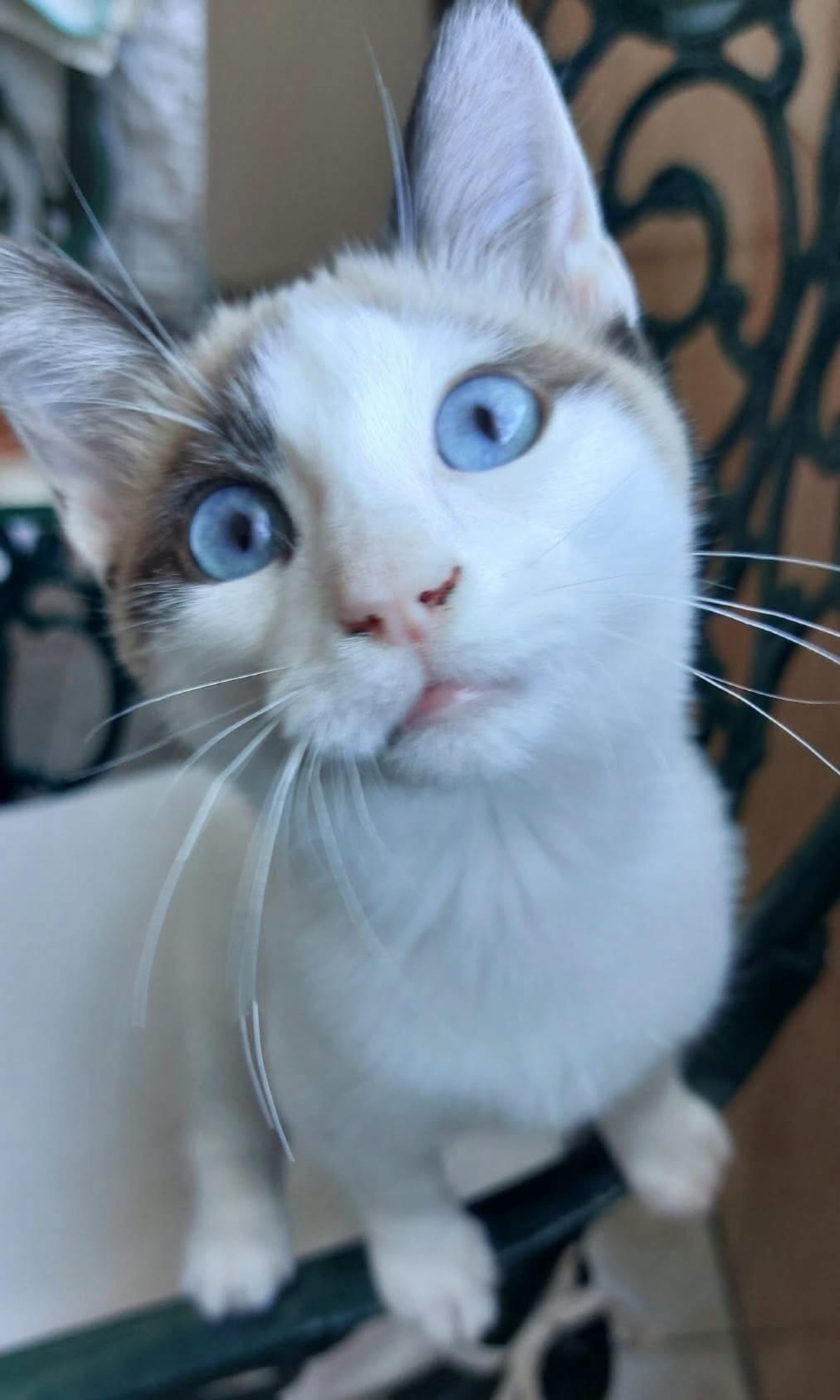 Adoption Dulce 