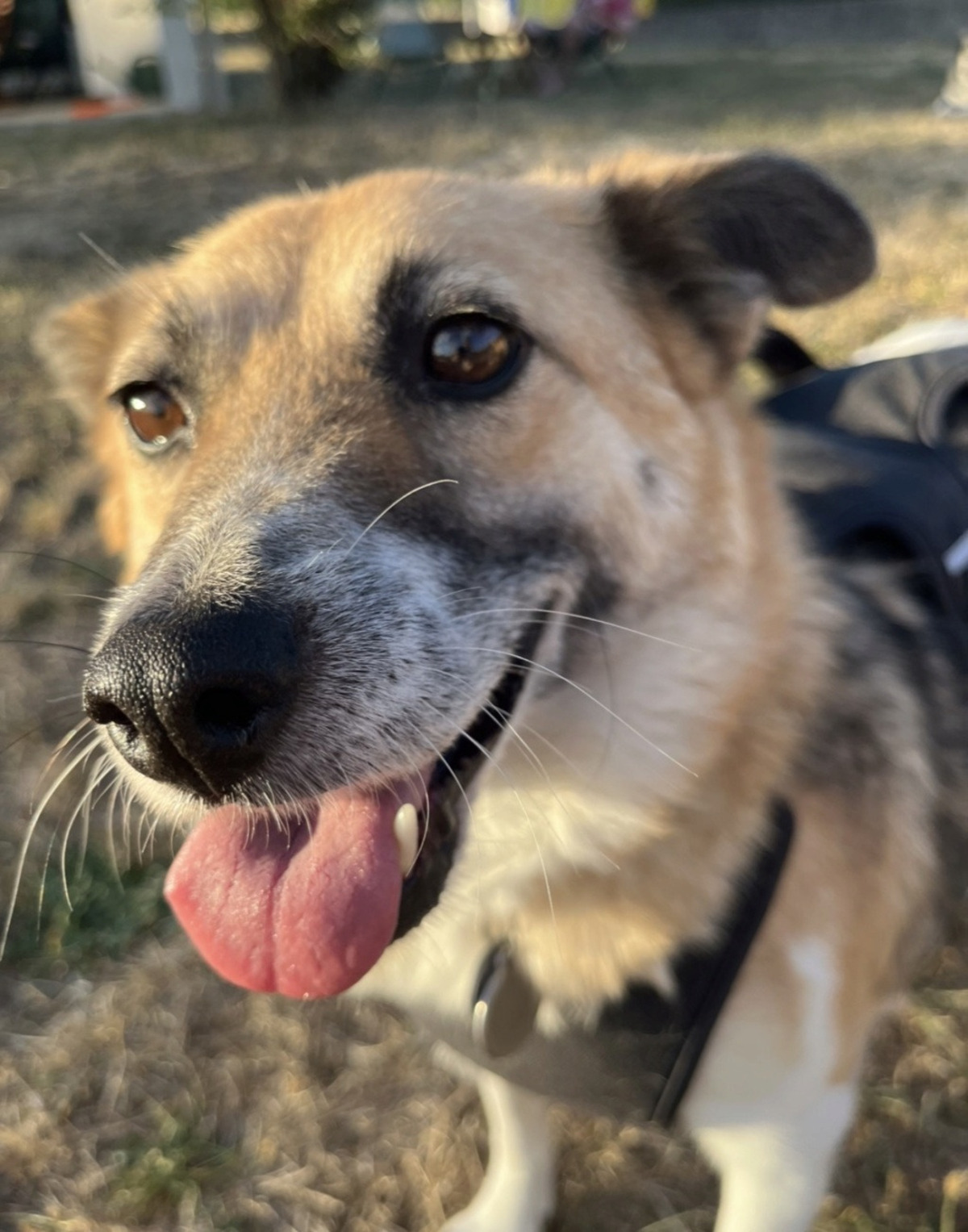Adoption Velora