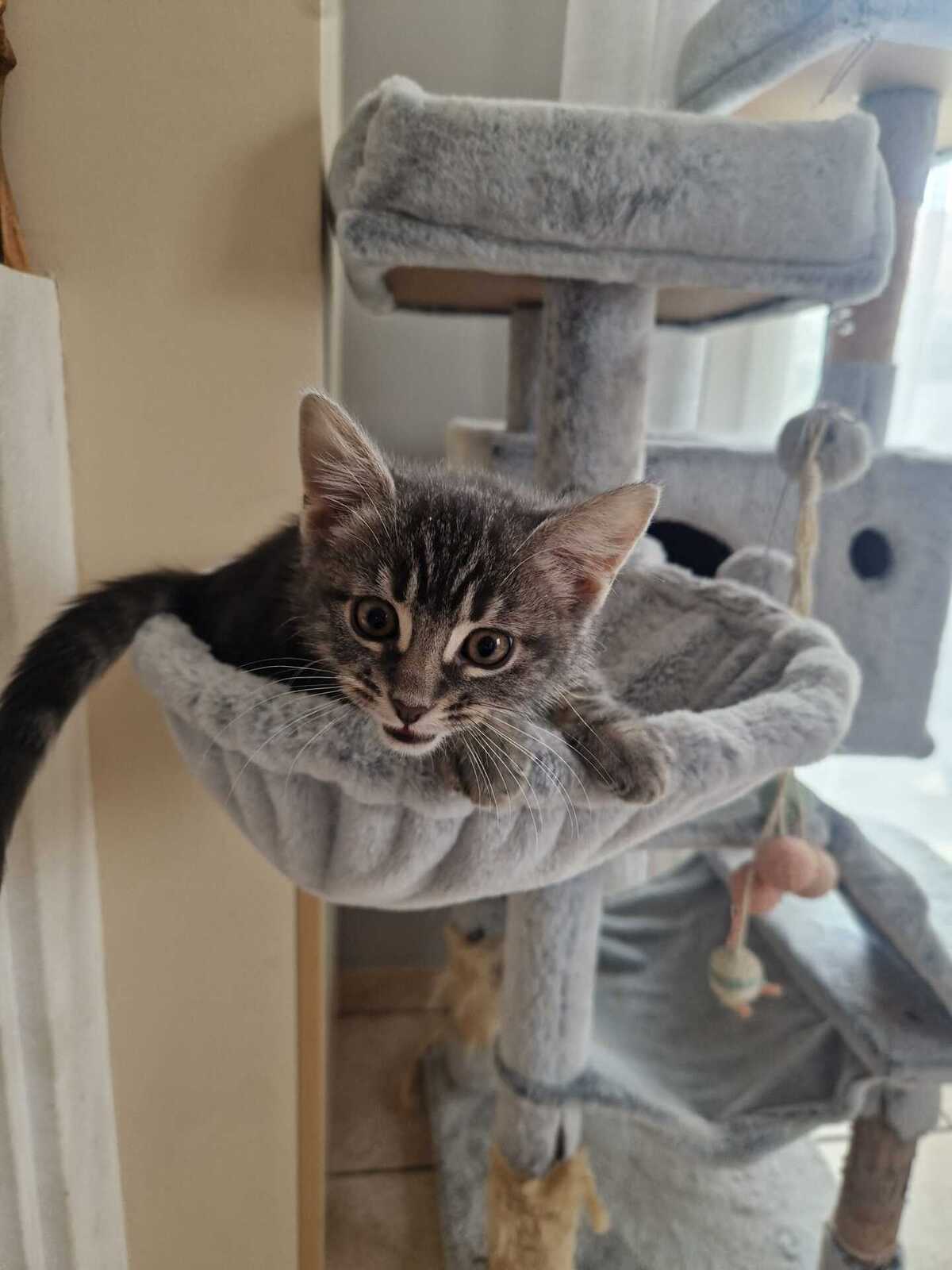 Adoption Chocominette