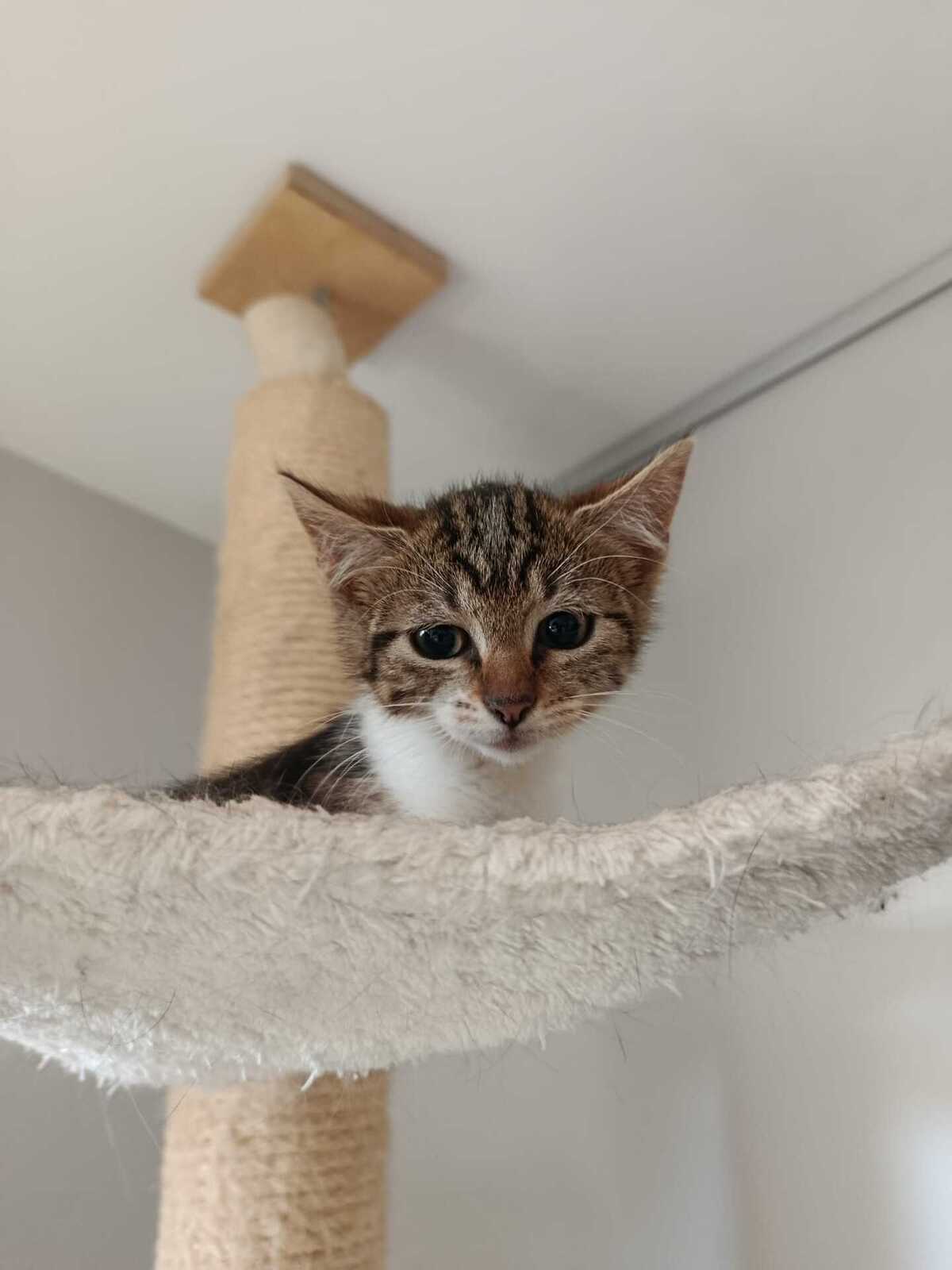 Adoption Lili