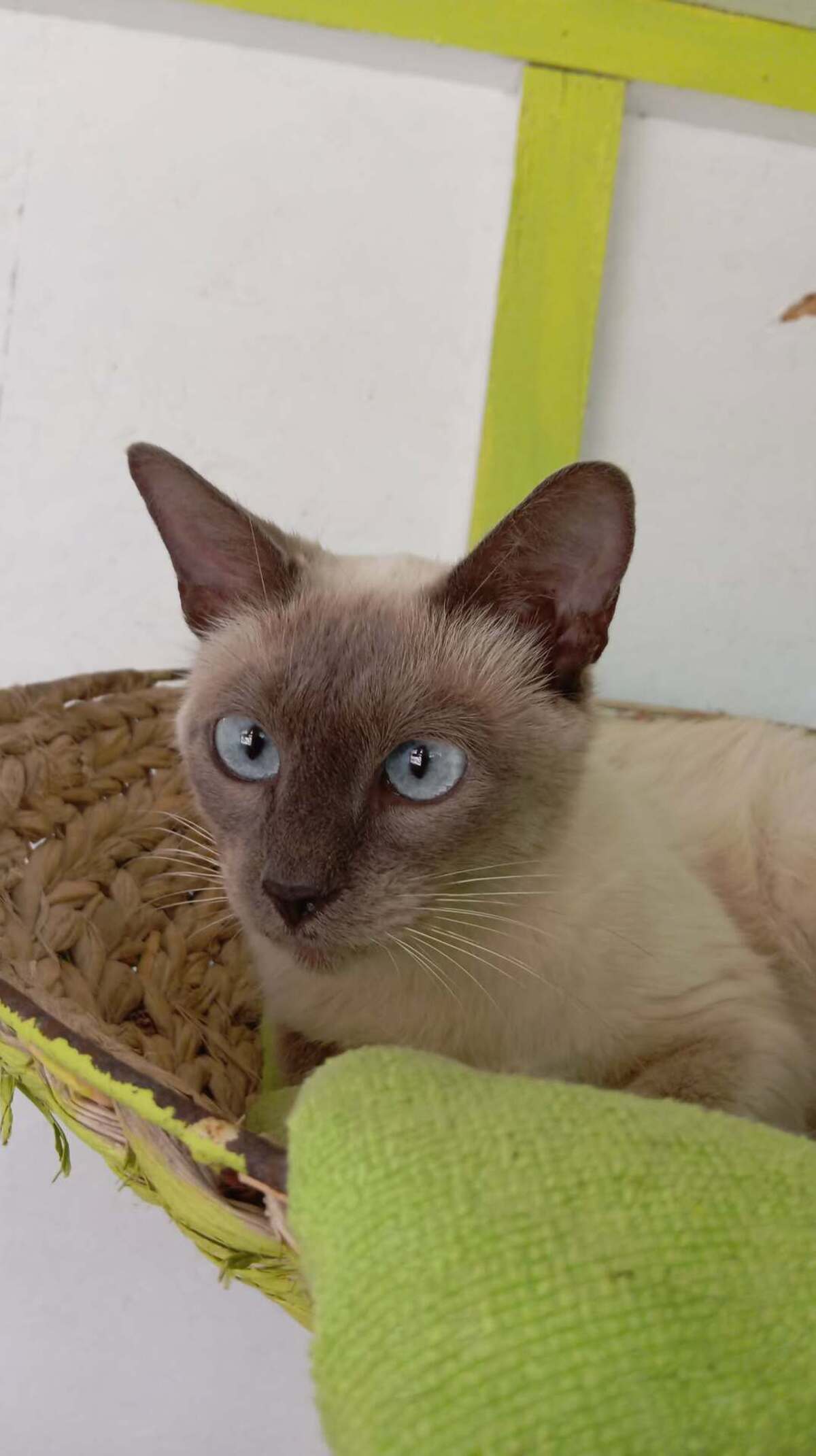 Adoption ROMANE