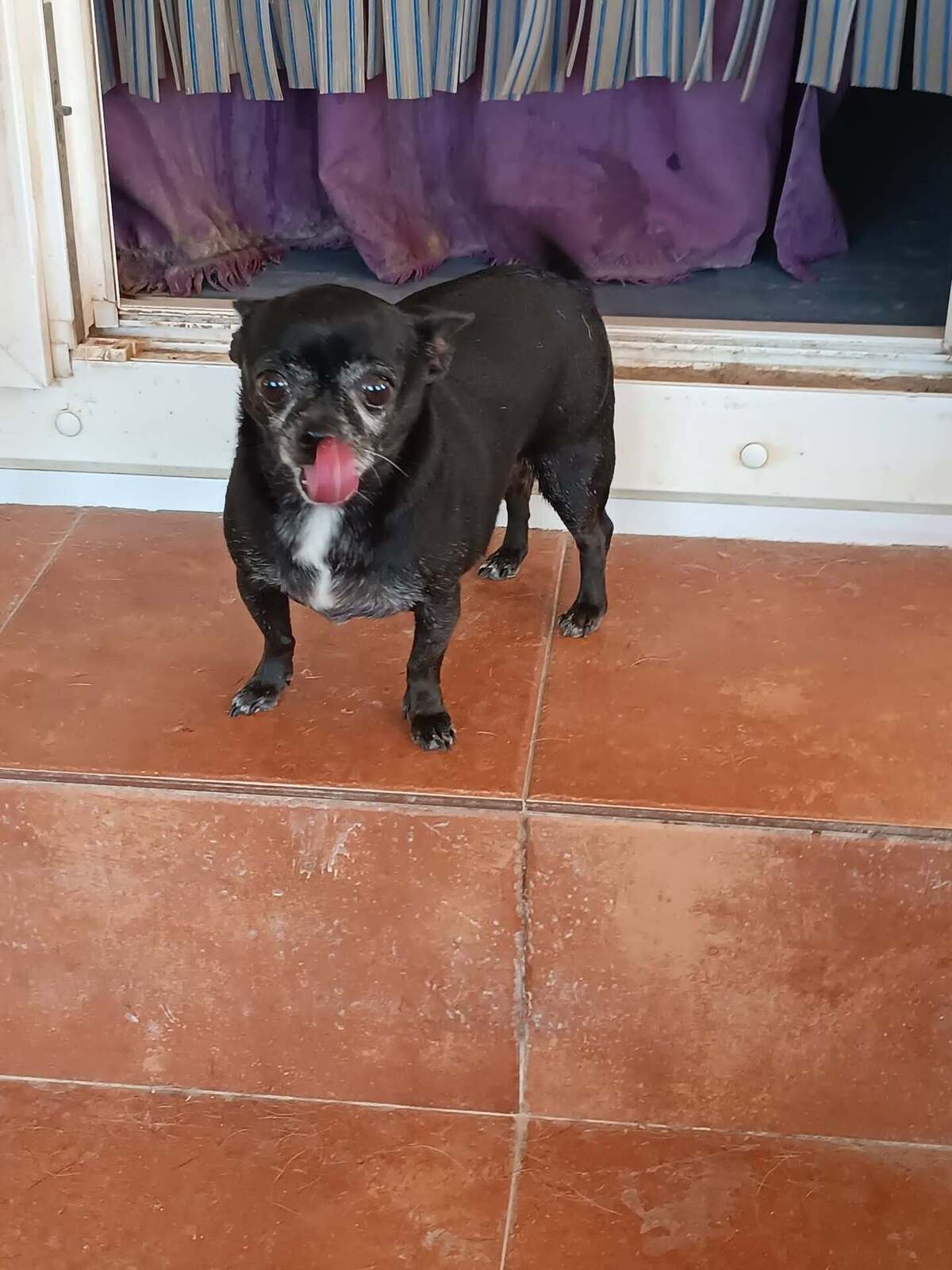 Adoption Valeria