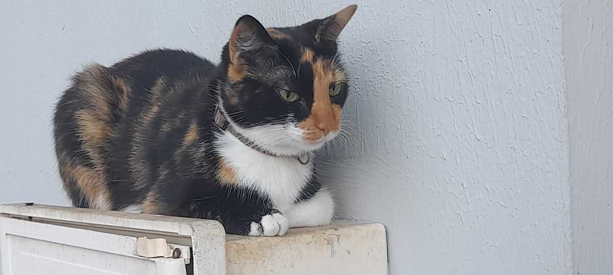 Adoption Kyara