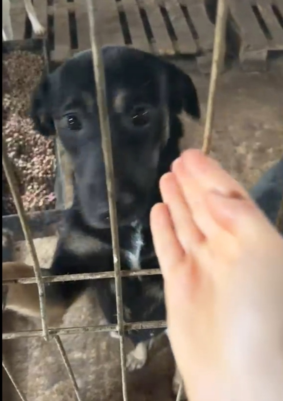 Adoption Luna