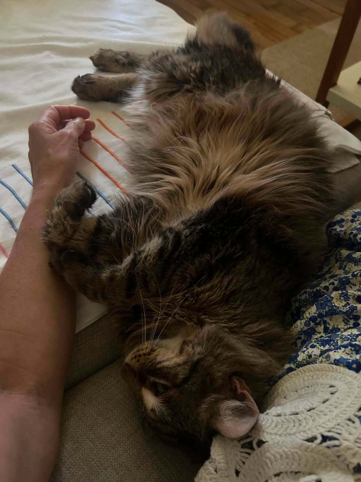 Adoption Sally