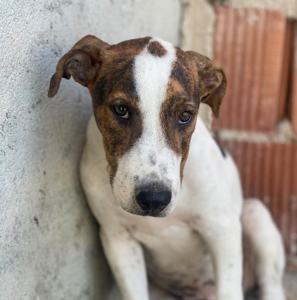 Adoption Jacinto