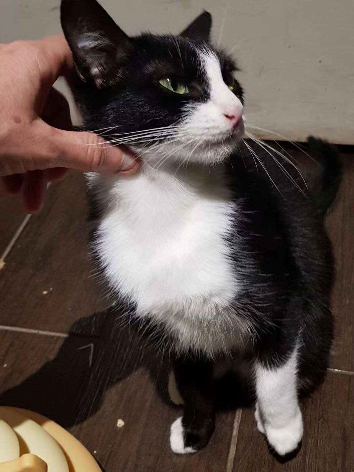 Adoption Chaussette 