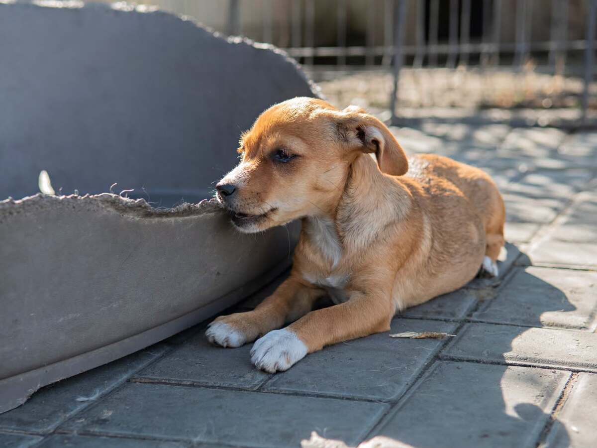 Adoption Inarie