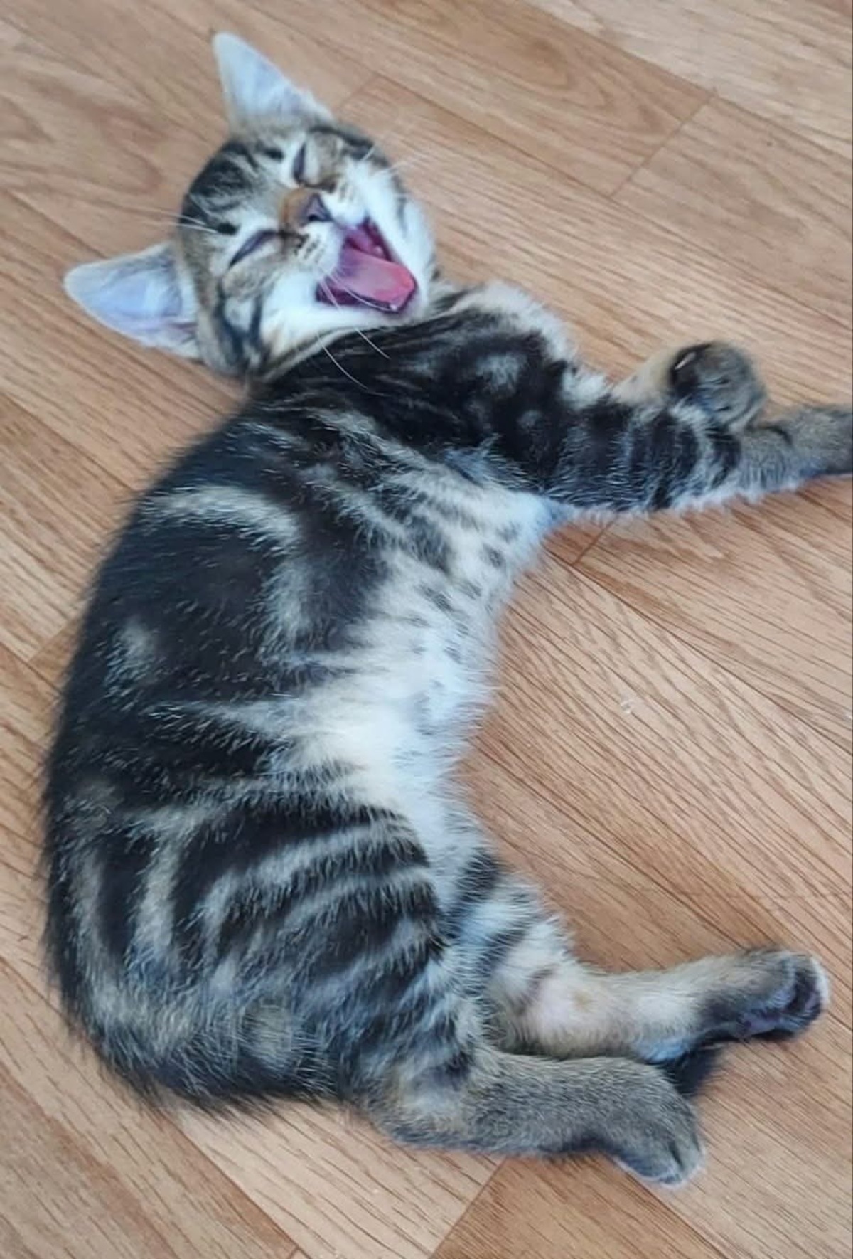 Adoption Erell 