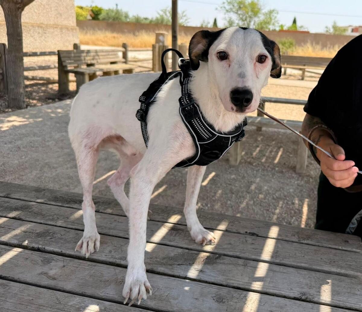 Adoption Pipo