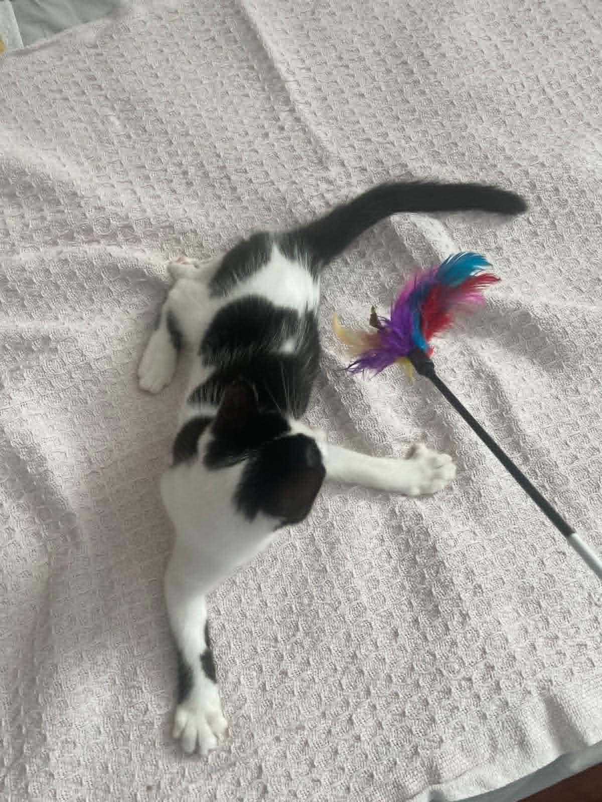 Adoption Arthur