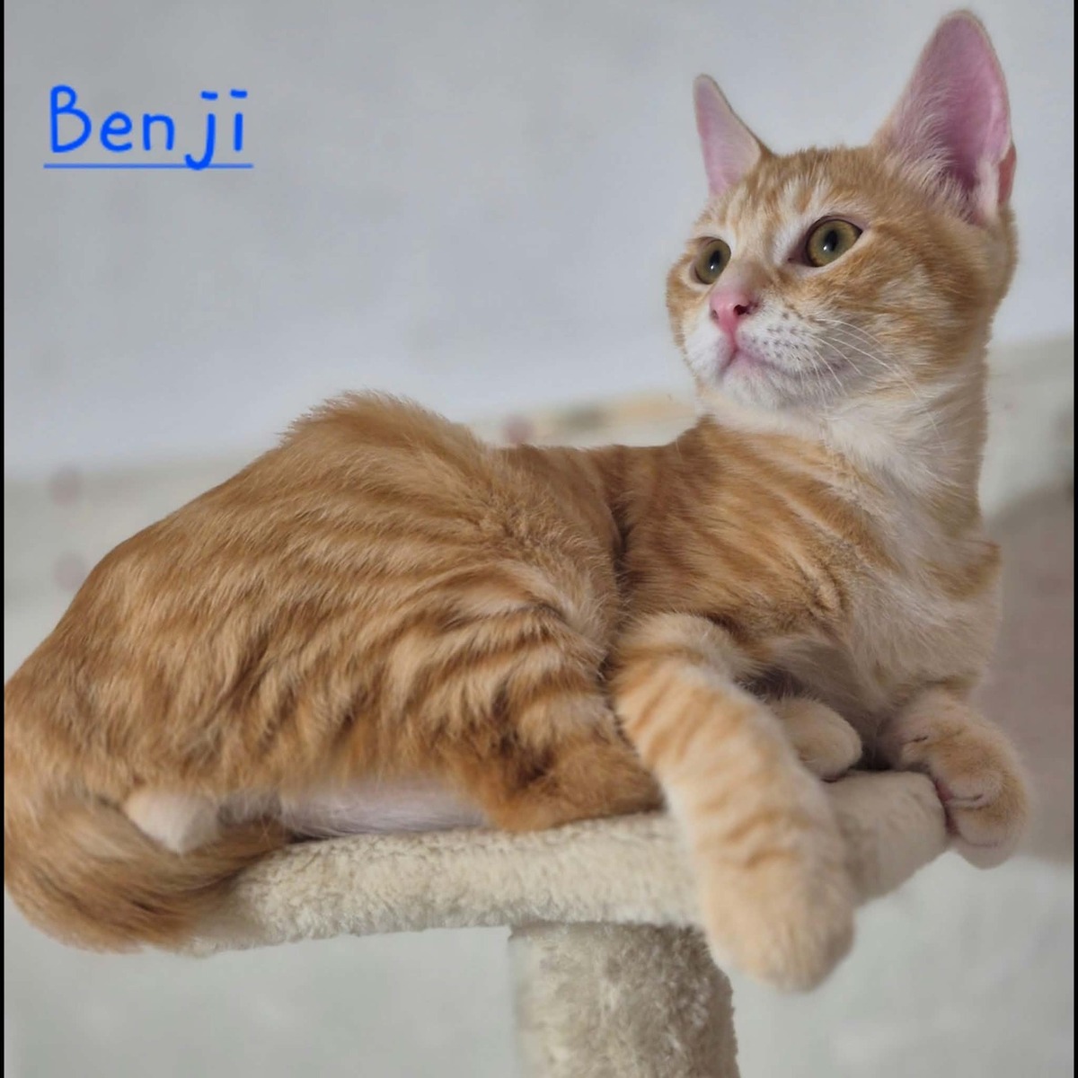 Adoption Bounty, Bella, Bianca et Benji