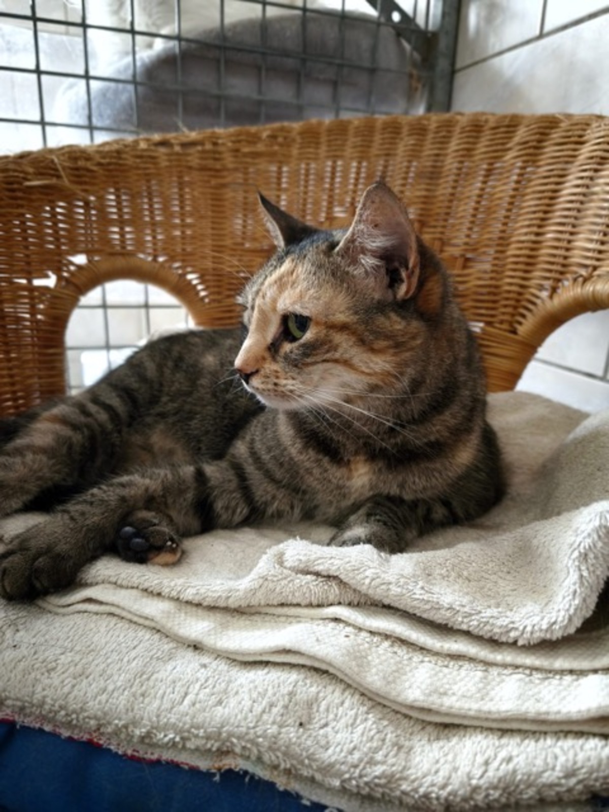 Adoption LILA
