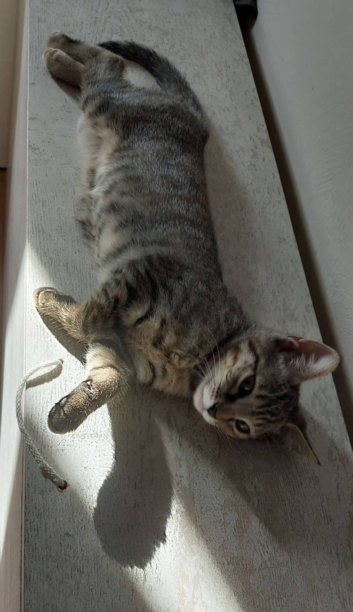 Adoption Bella