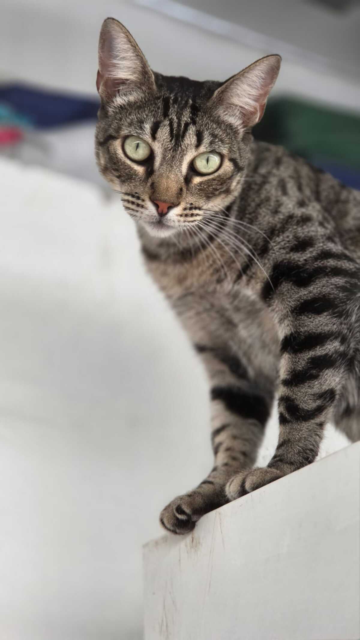 Adoption PEGGY
