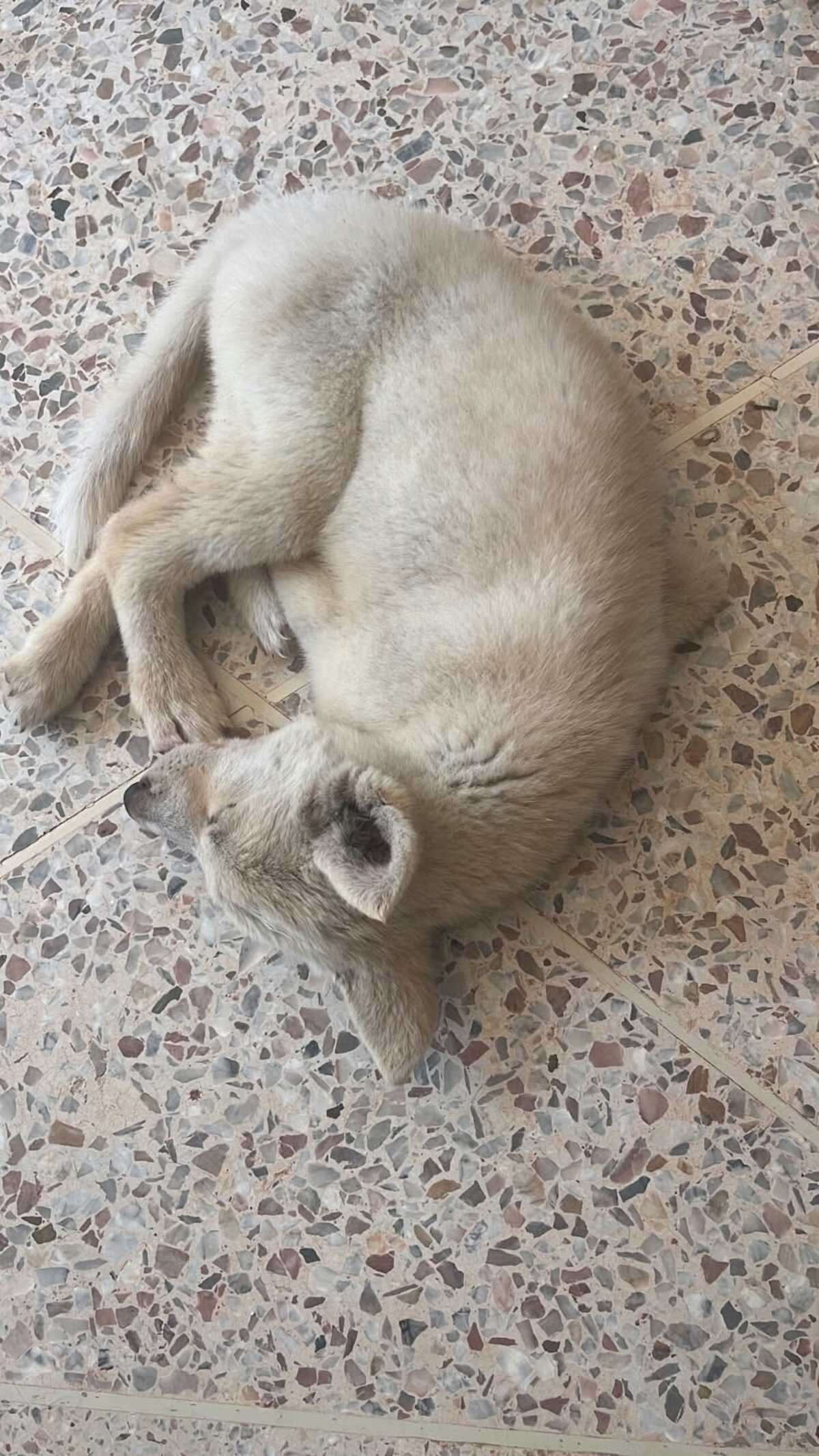 Adoption Blanche