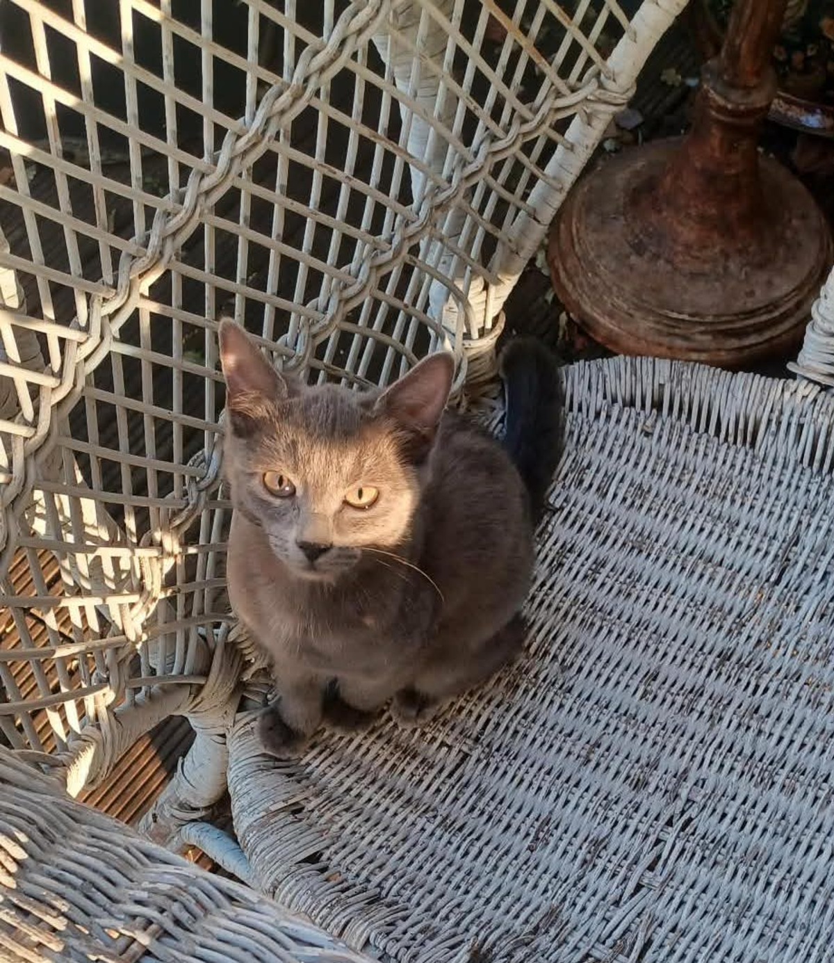 Adoption Stitch & Lilo
