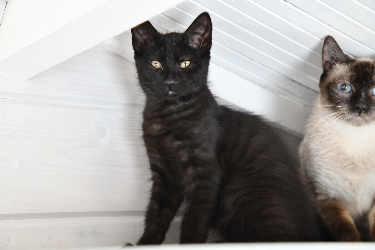 Adoption MILKSHAKE