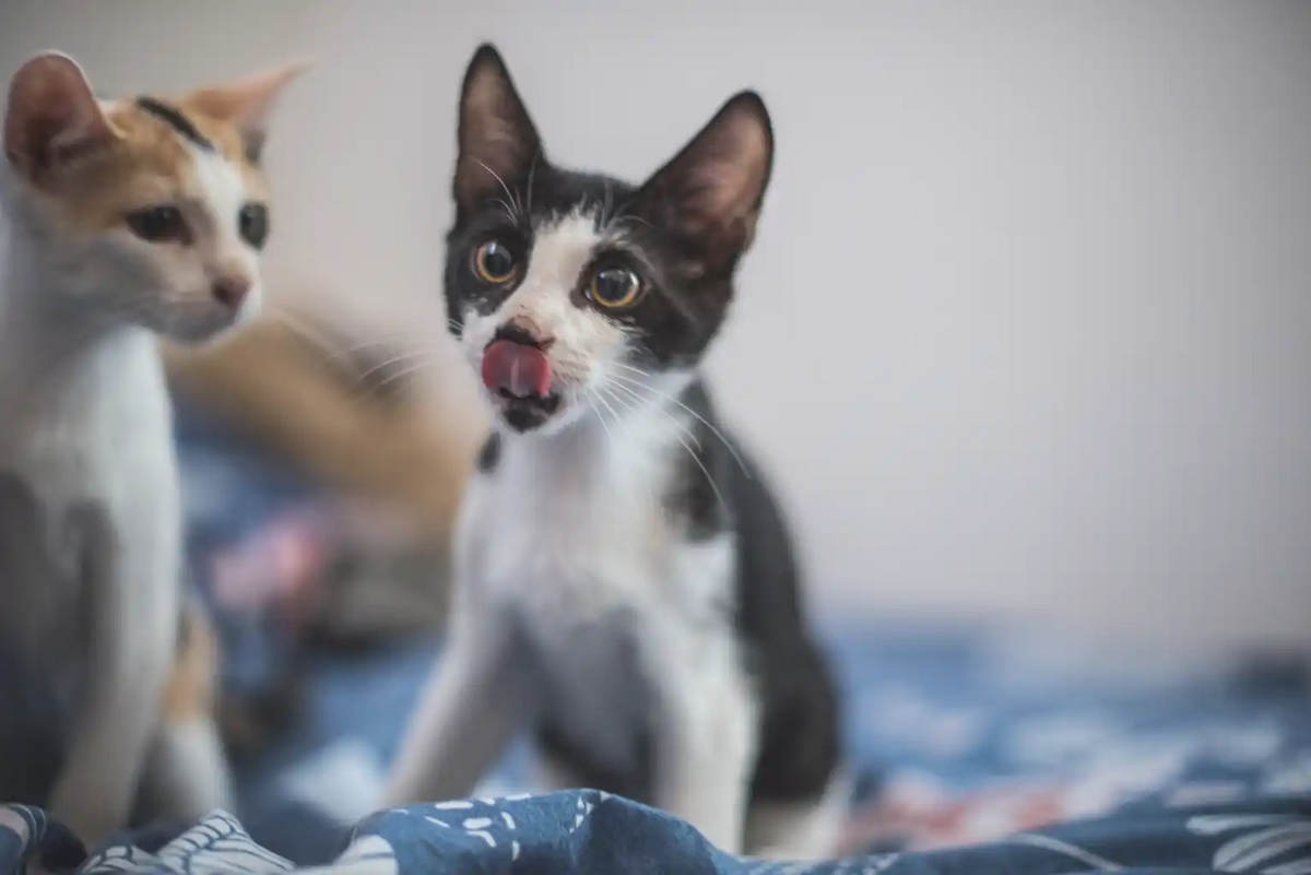 Adoption Budy
