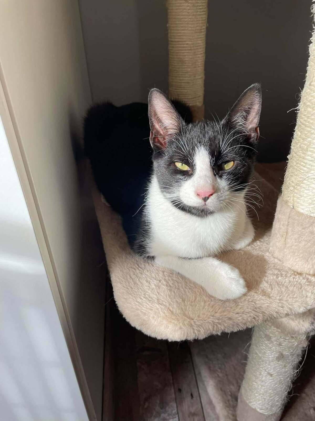 Adoption Flash & Filou