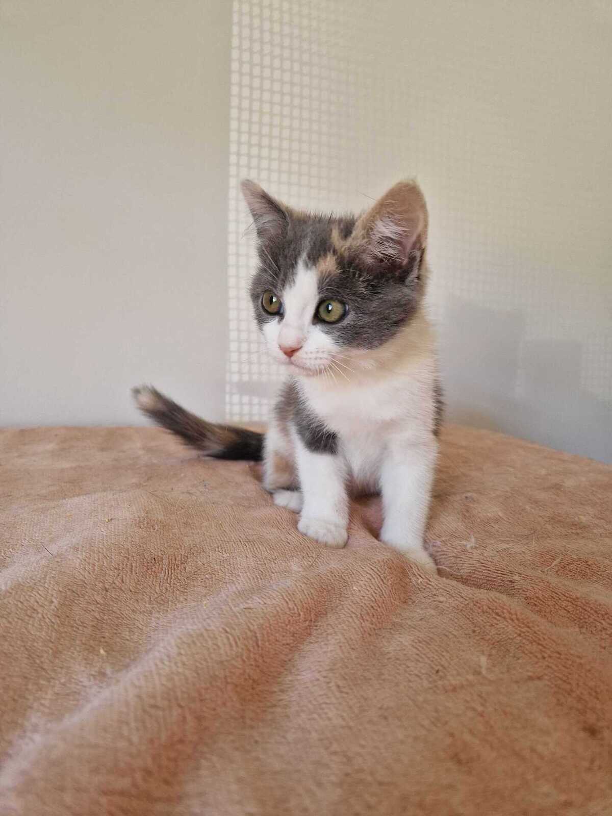 Adoption Bess