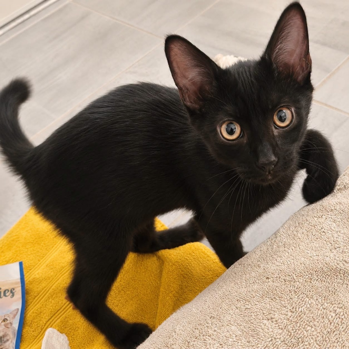 Adoption Orion