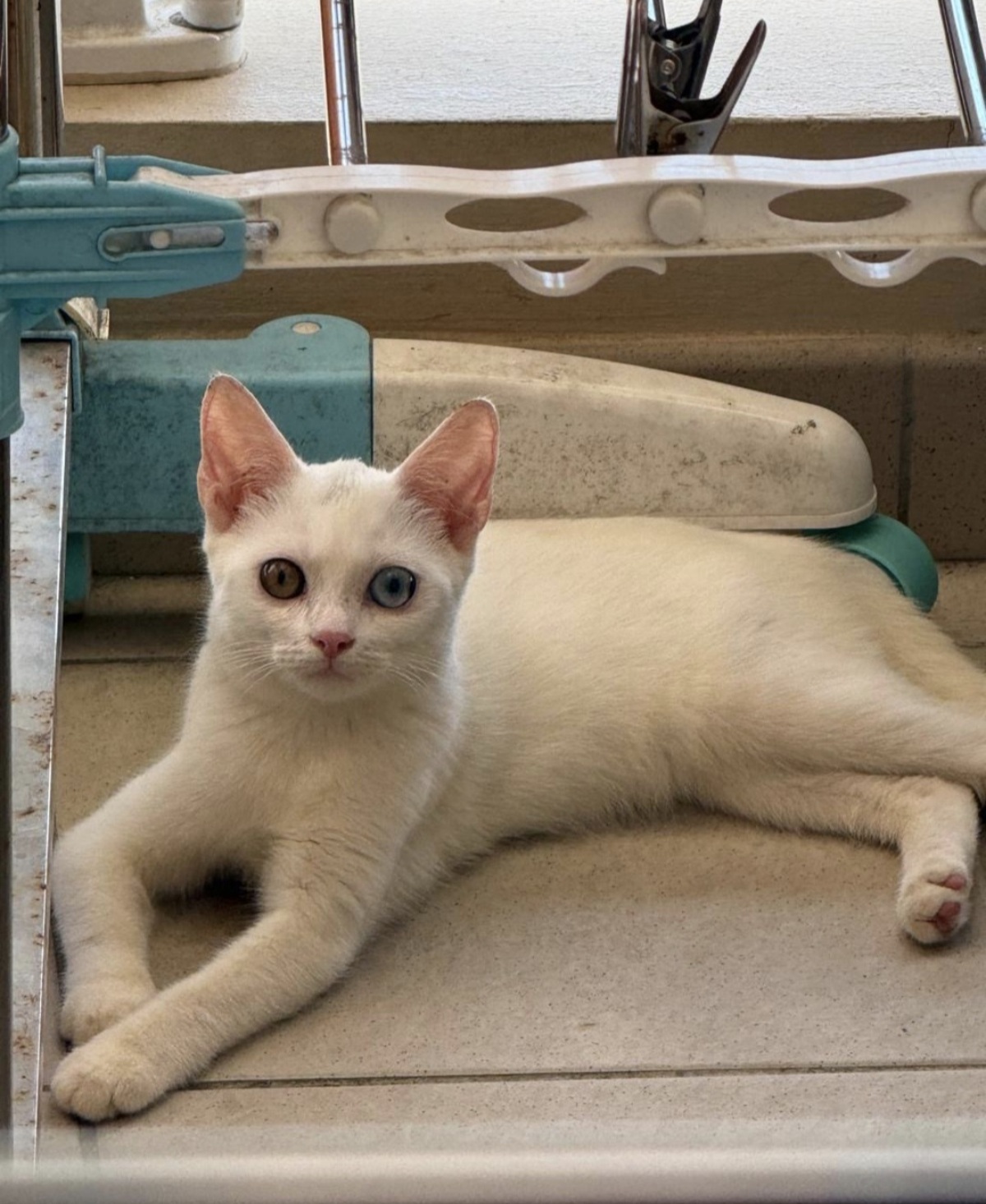 Adoption Iris