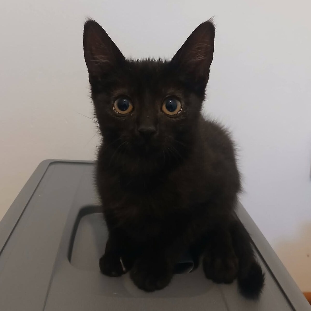 Adoption Vio