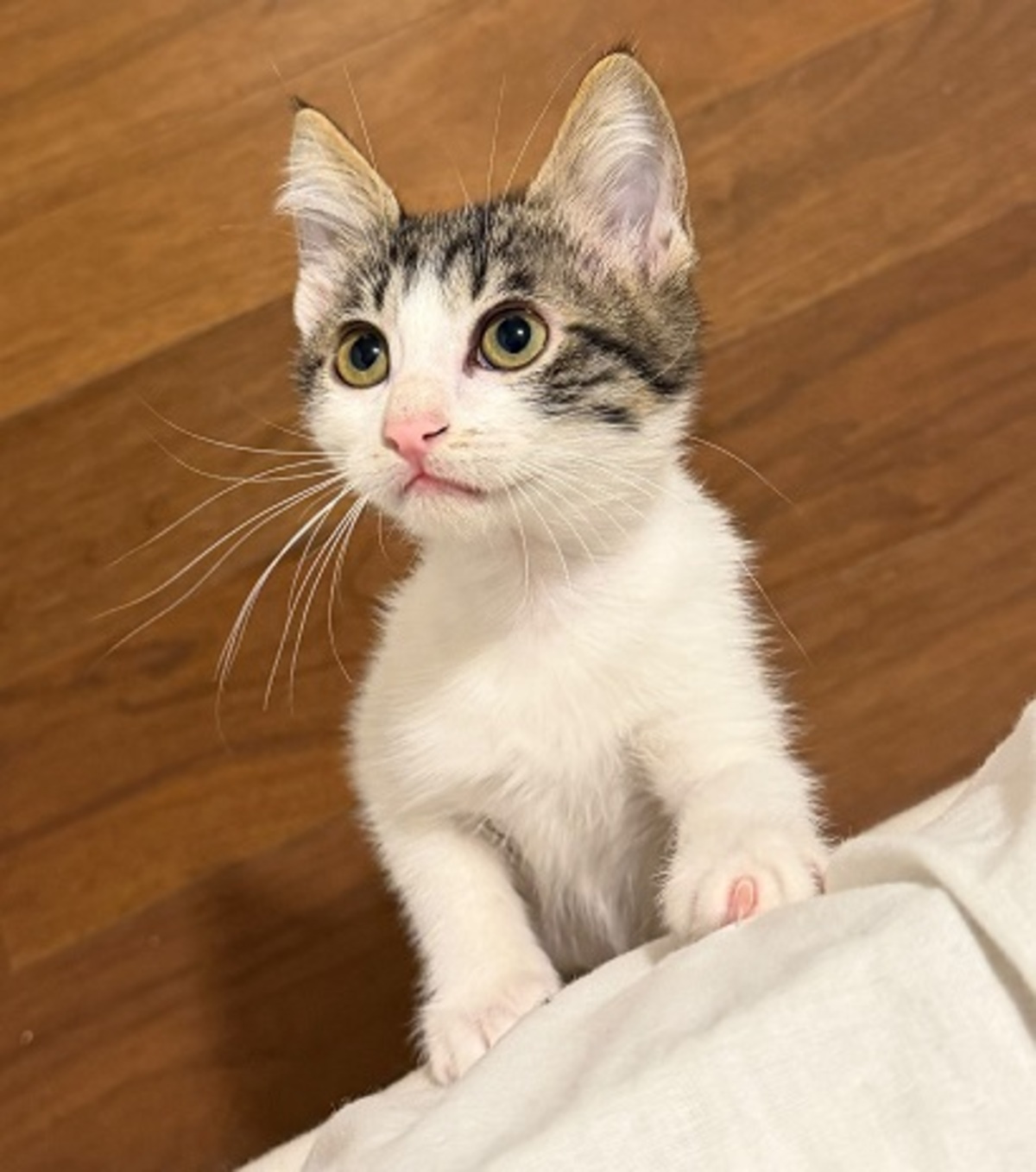 Adoption Mila