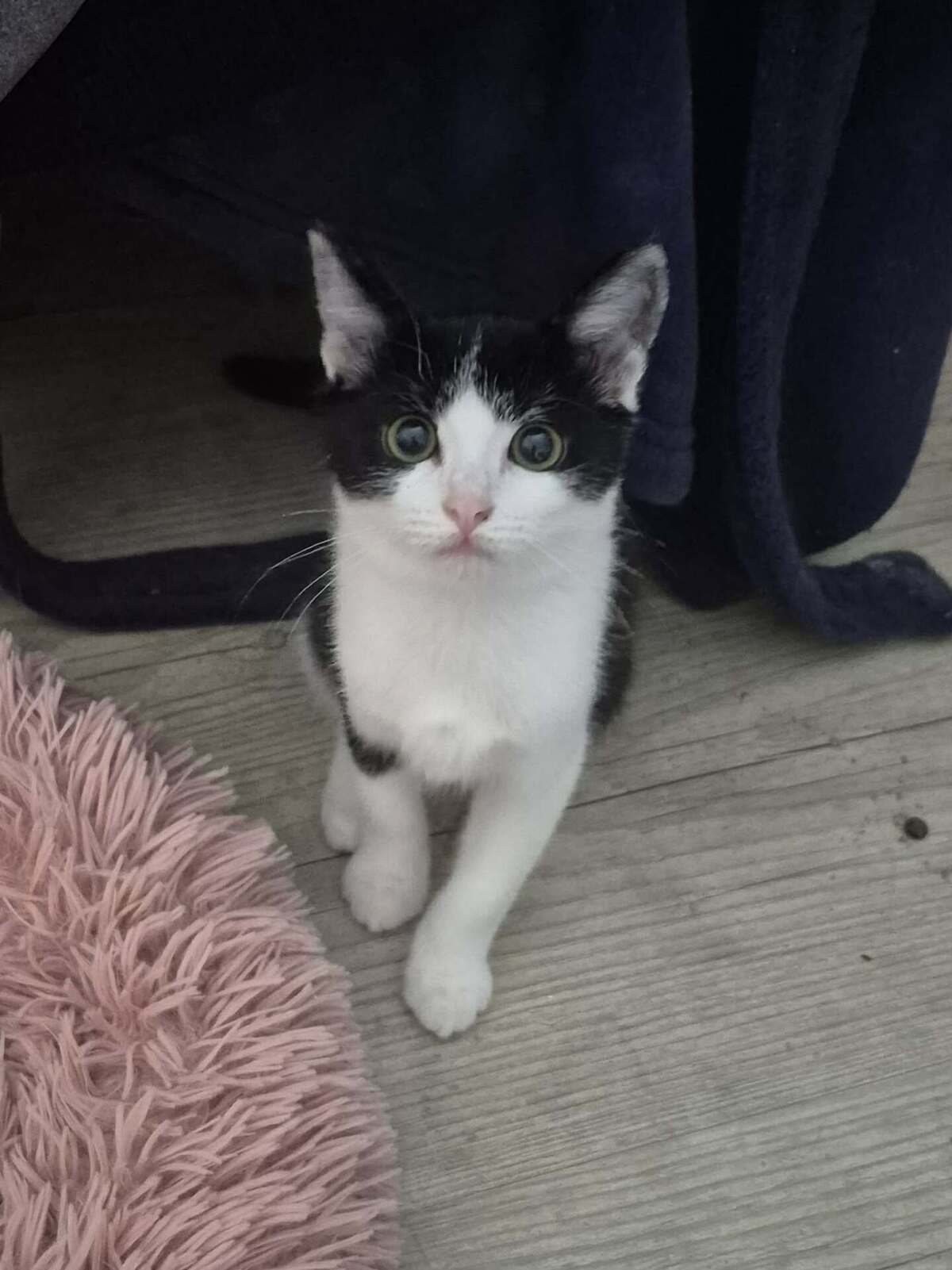 Adoption OREO