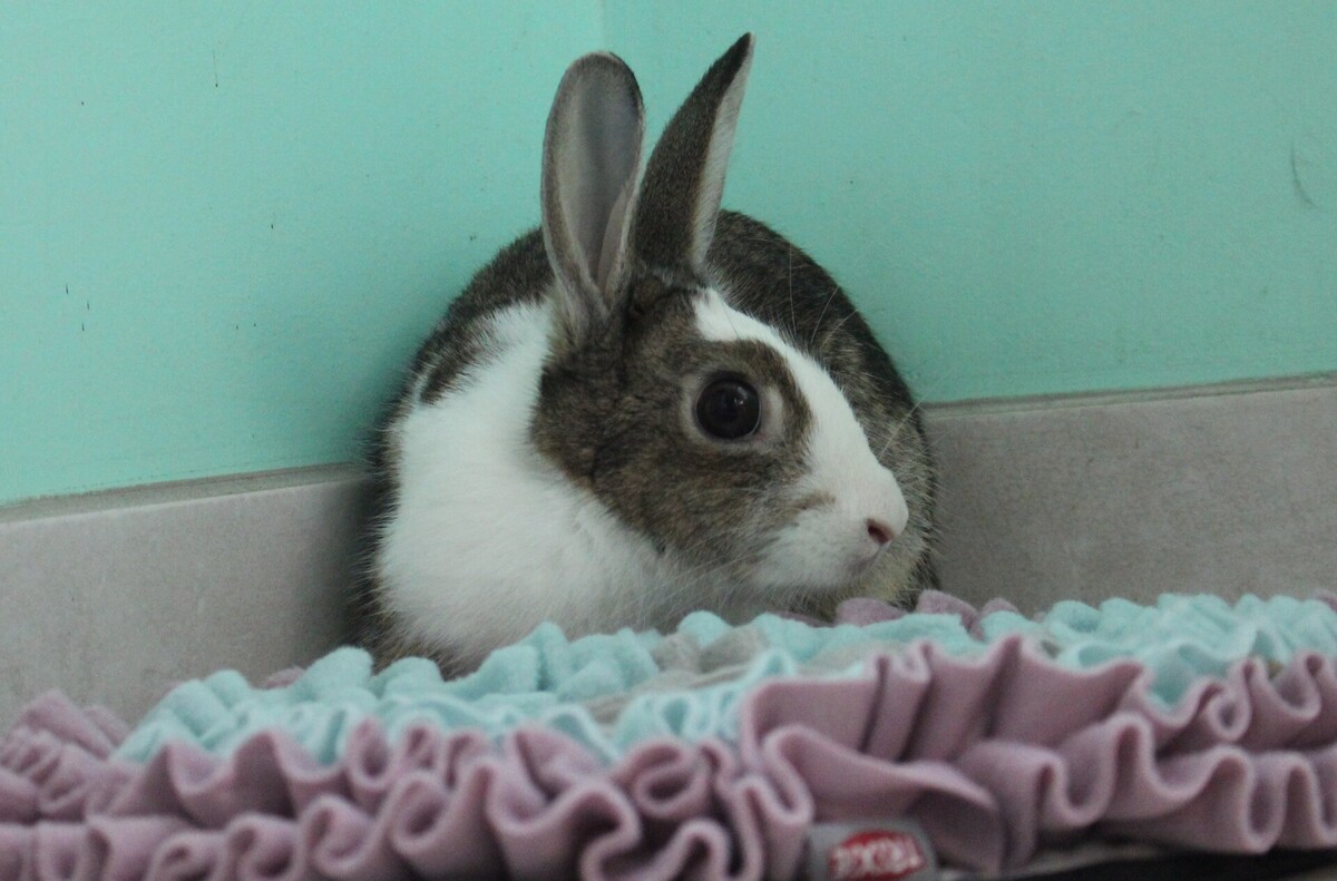 Adoption Toumaï