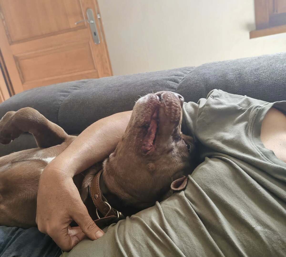 Adoption Choco