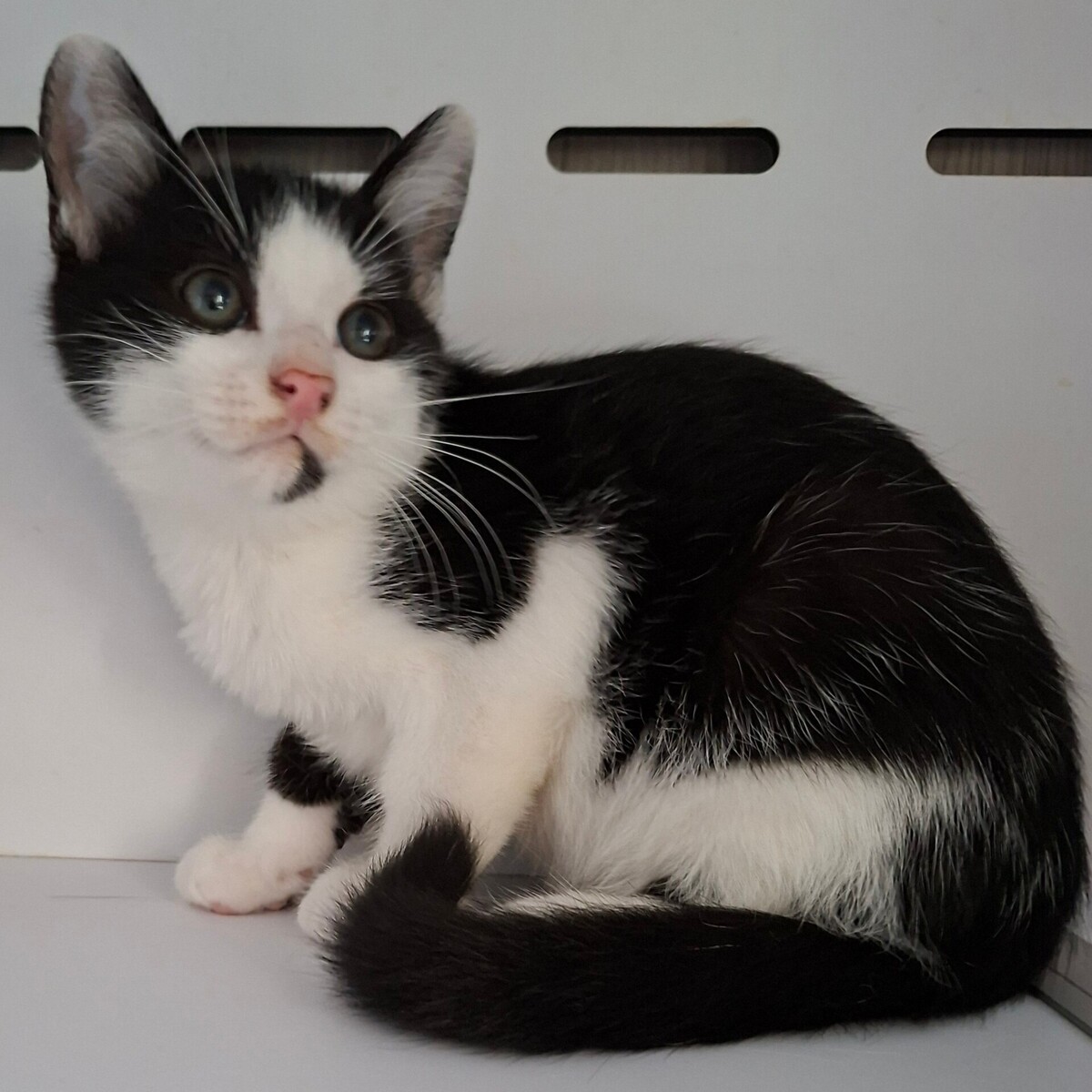 Adoption Bagdad