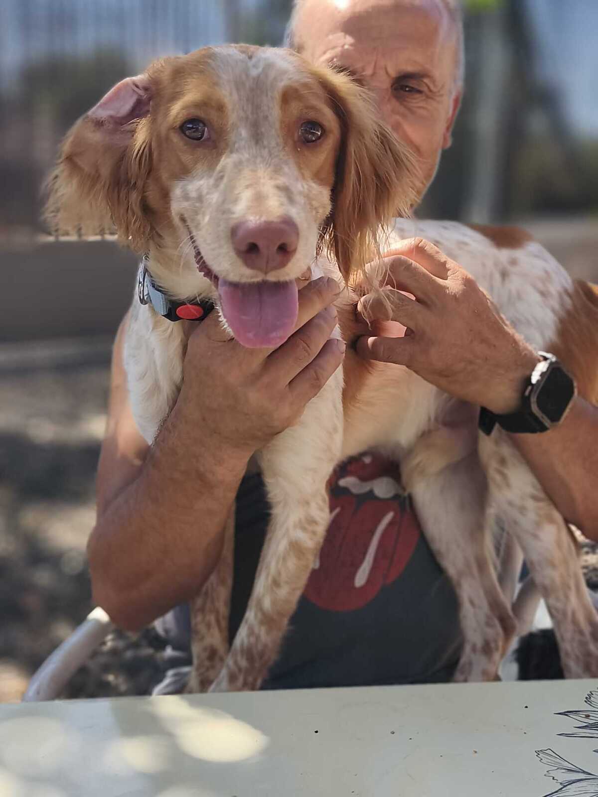 Adoption Scooby