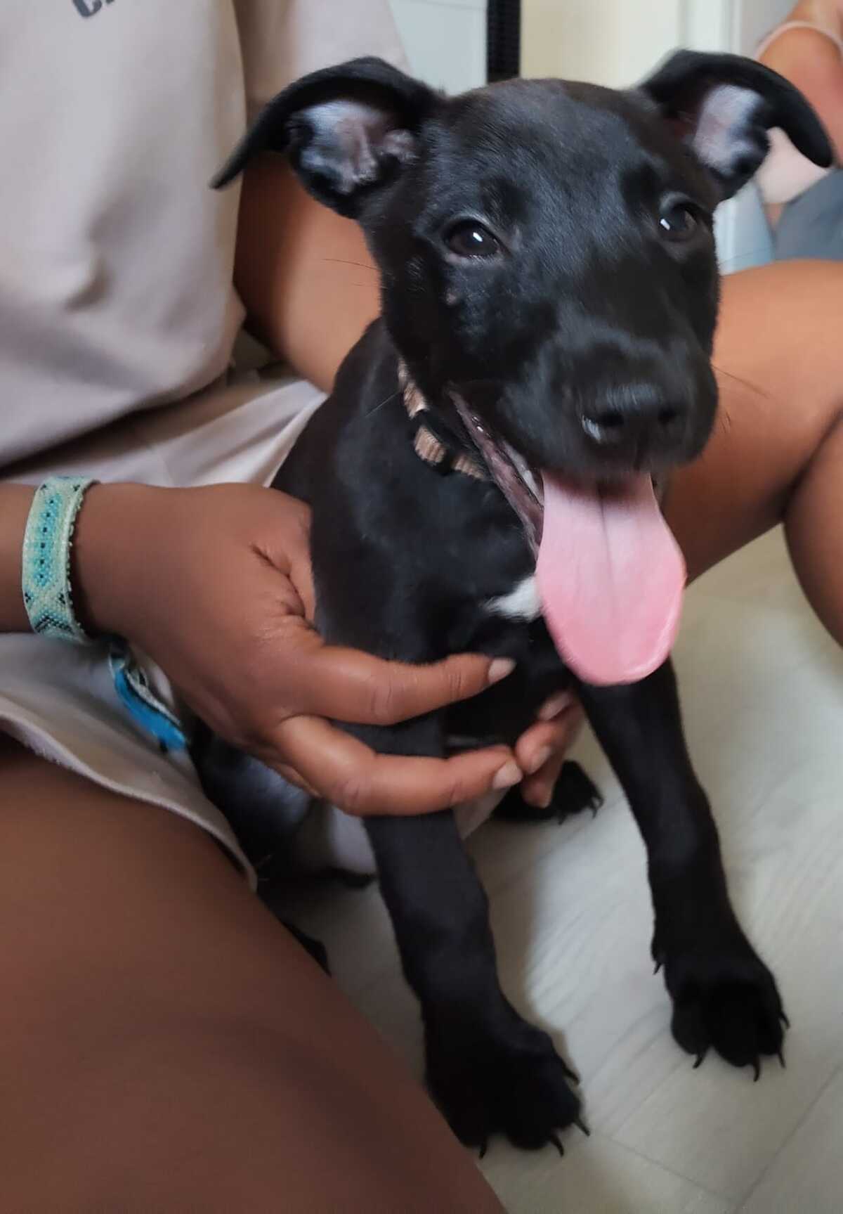 Adoption Brownie 