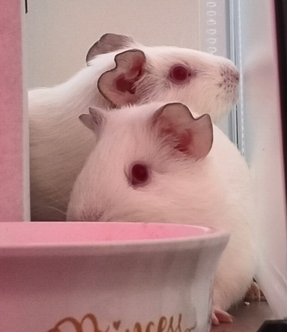 Adoption Fripouille, Chipie et Doudou