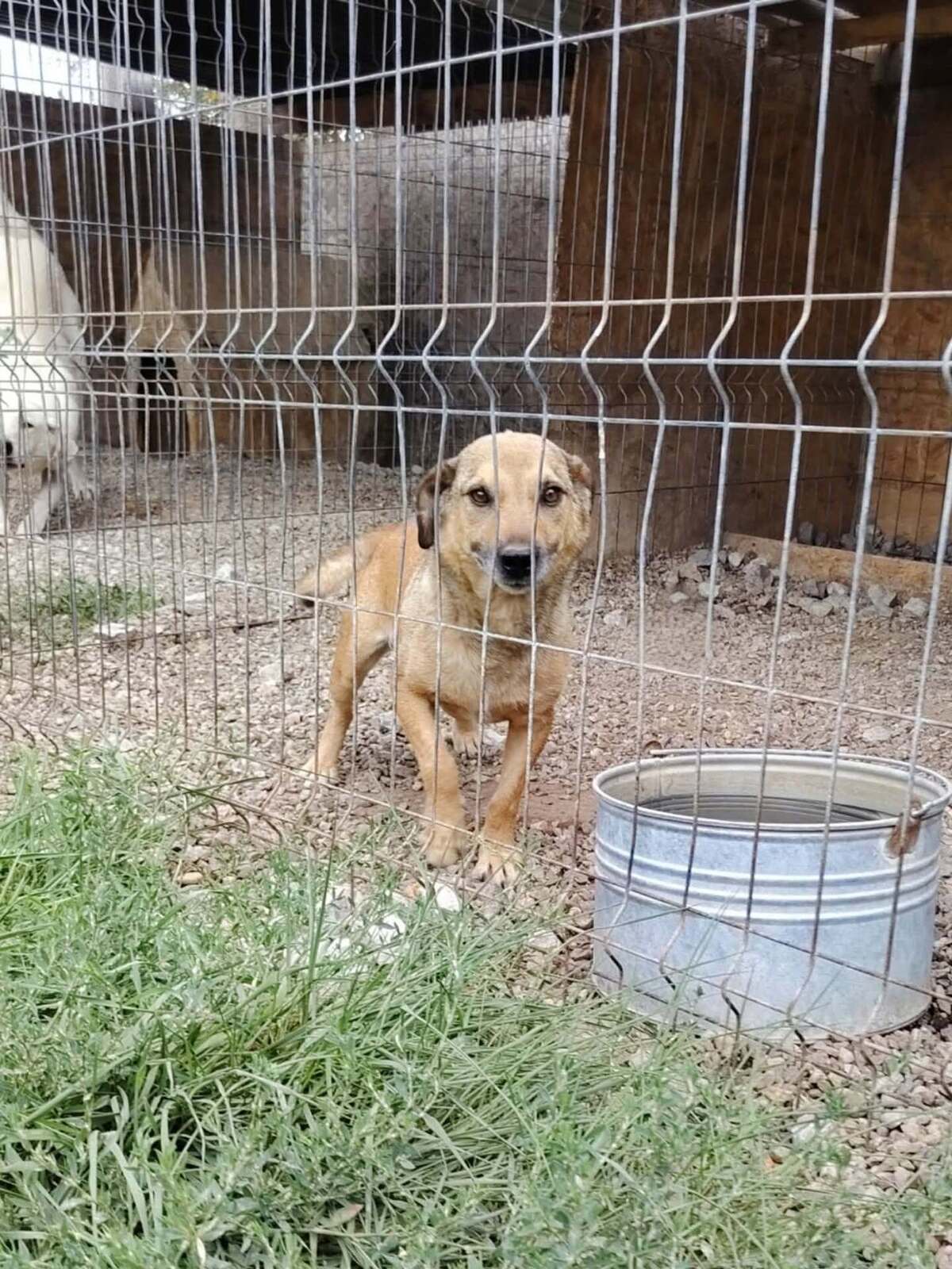 Adoption Buzz