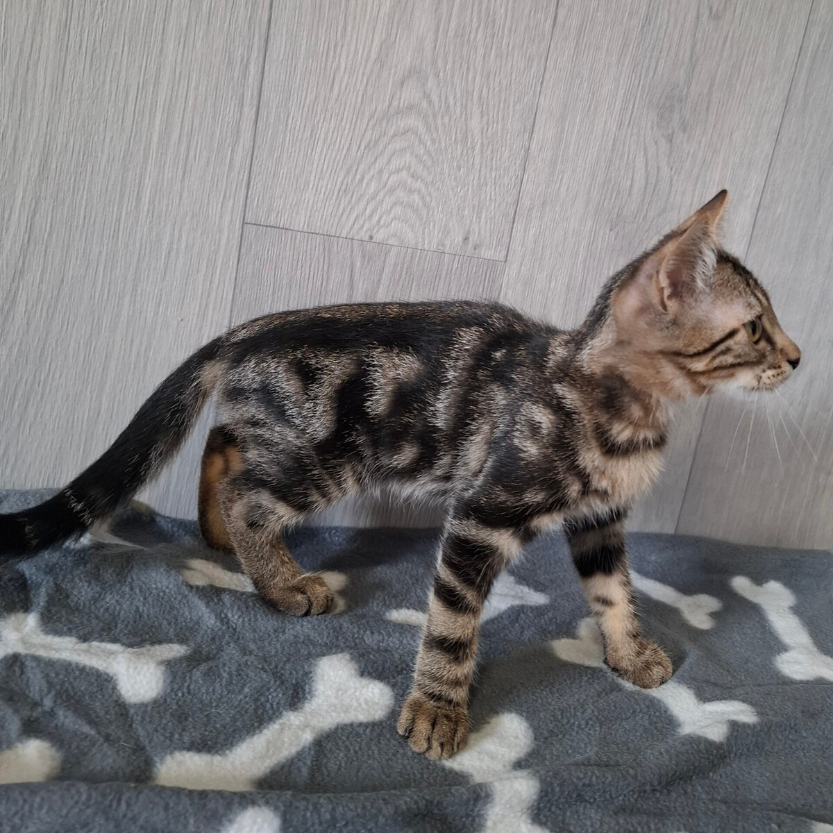 Adoption BRYO