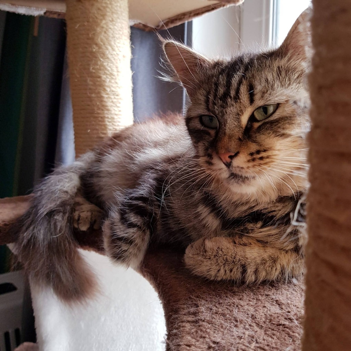 Adoption Alteïs