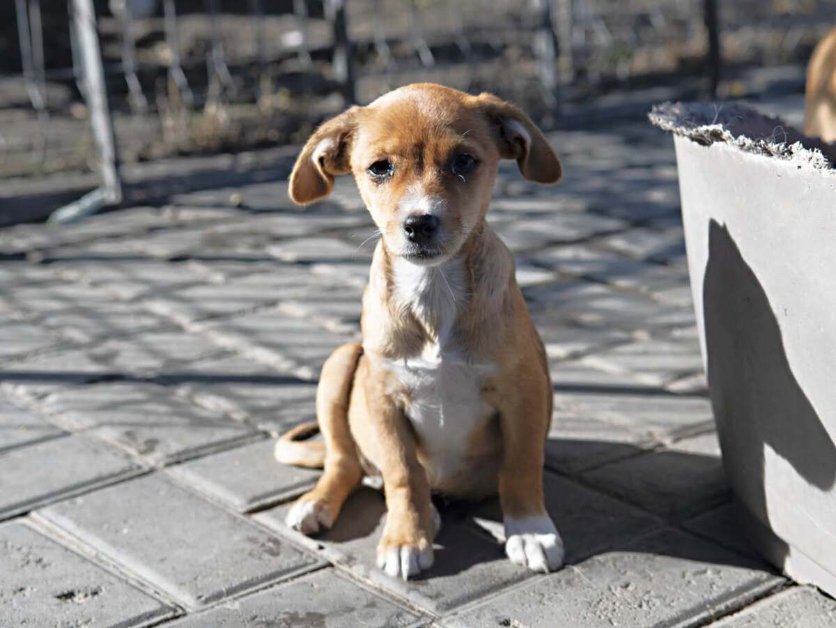 Adoption Inarie